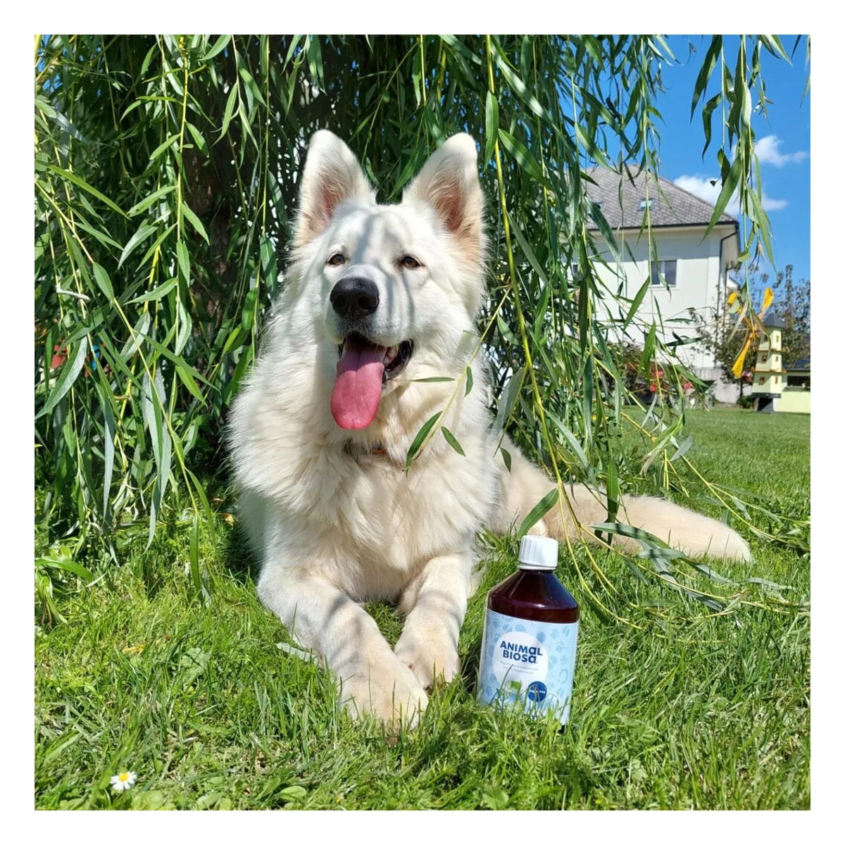 Pas uz bocu Animal Biosa 0,5 L